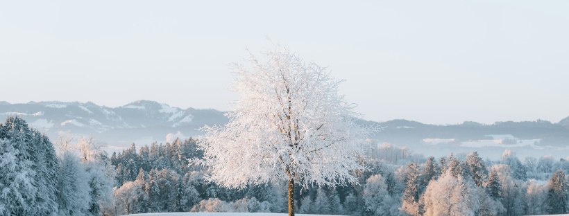 Árbol solitario en un campo nevado con montañas al fondo, luz suave de invierno